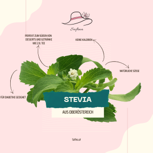stevia-grafik-safina